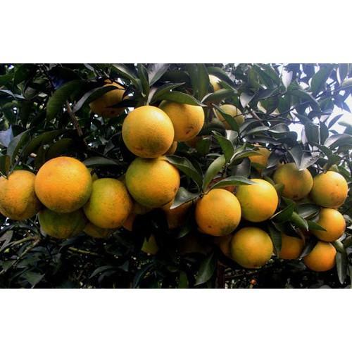 CÂY GIỐNG CAM VINH SIÊU NGON SIÊU QUẢ- CAM KÊT GIỐNG CHUẨN F1 - CGCVSNSQ