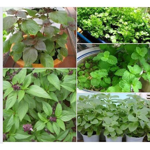 Combo 9 gói hạt giống rau thơm các loại dễ trồng-tặng kèm 1 phân bón -ADCVV