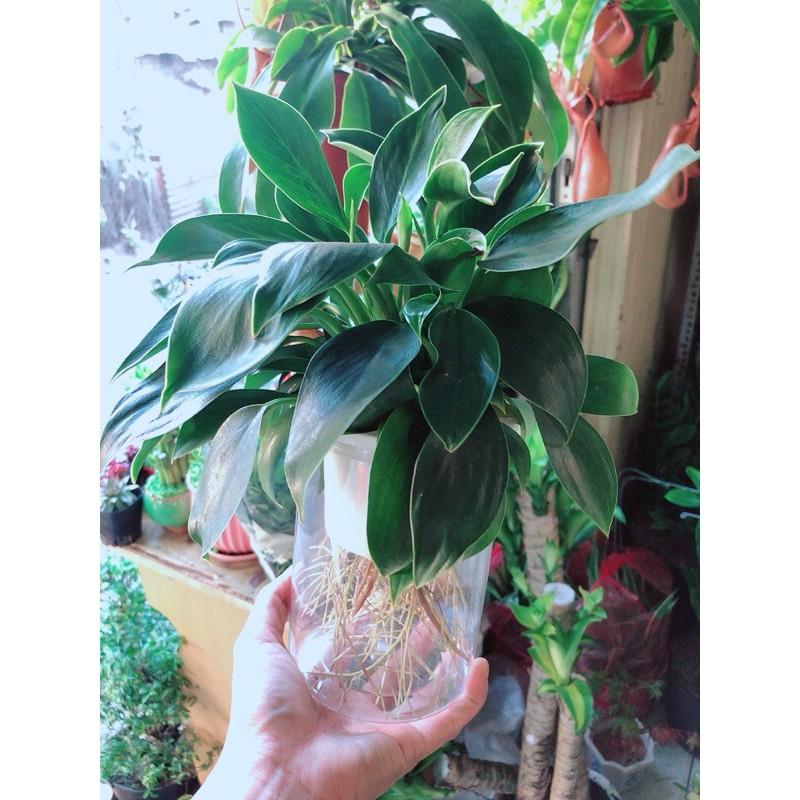 Chậu Trầu Bà Đế Vương Thuỷ Sinh