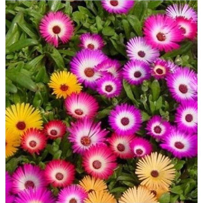 Hạt giống hoa 10h Châu Phi Mix - Gói 20 Hạt