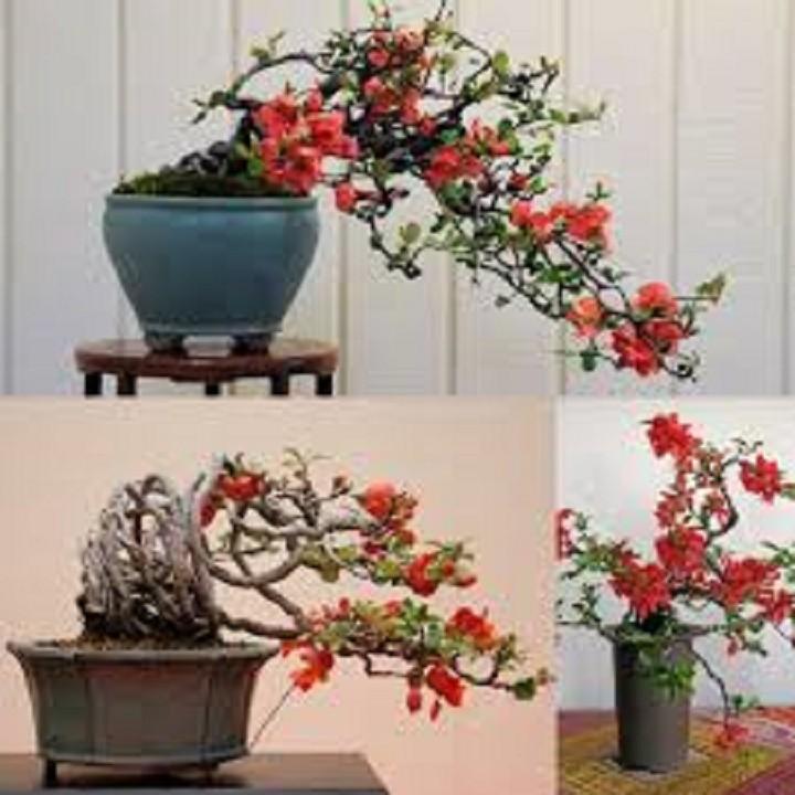 Mai Đỏ bonsai TỨ QUÝ CHẬU HOA QUANH NĂM SIÊU ĐẸP