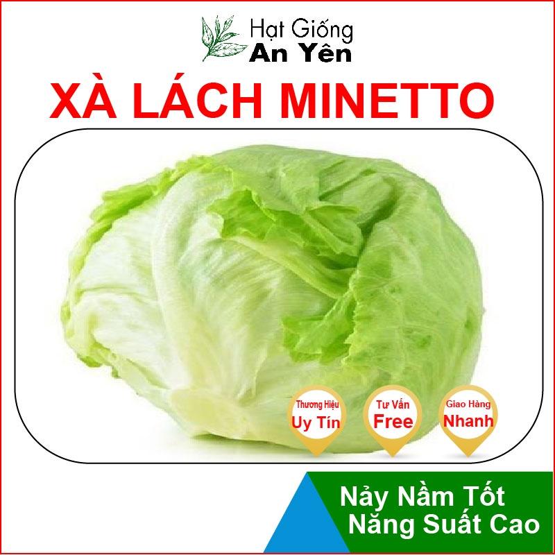 Hạt giống Xà Lách Búp Minetto thu hoạch sớm, dễ trồng, nảy mầm cao, sinh trưởng khoẻ