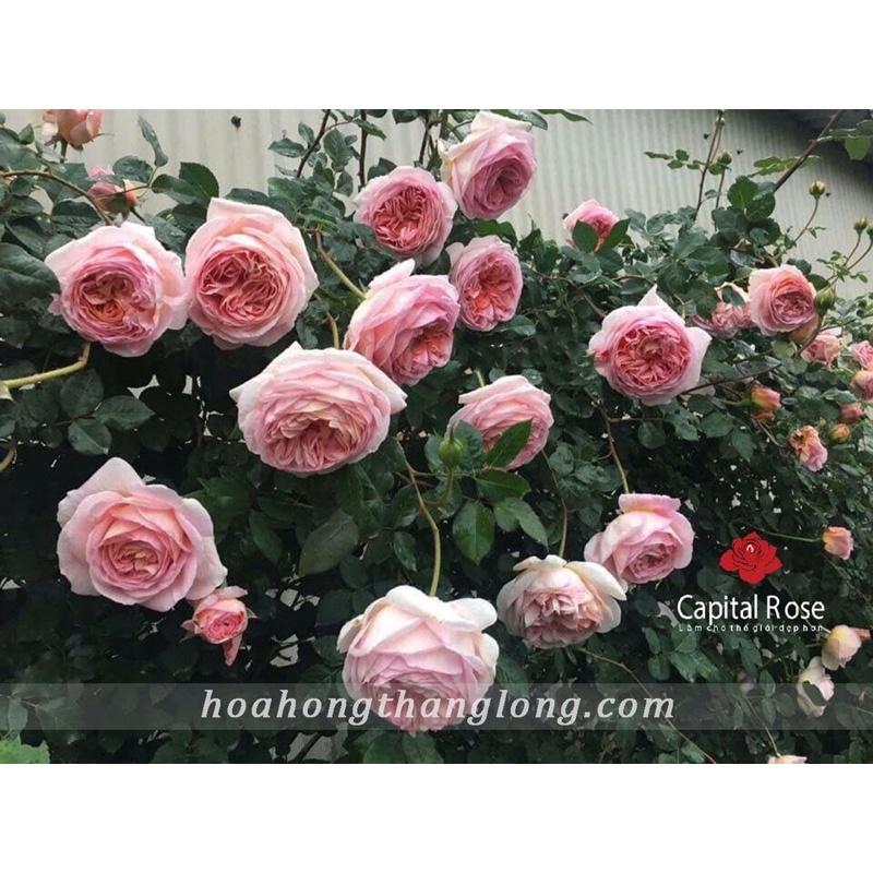 Hoa hồng Abraham Darby Rose ,hồng leo, hoa to, thơm - cây giống rễ trần