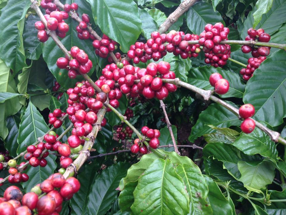 Cà Phê Nguyên Chất Baka - Robusta