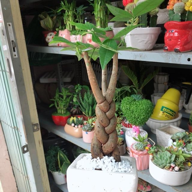 Chậu kim ngân thắt bím 3 thân