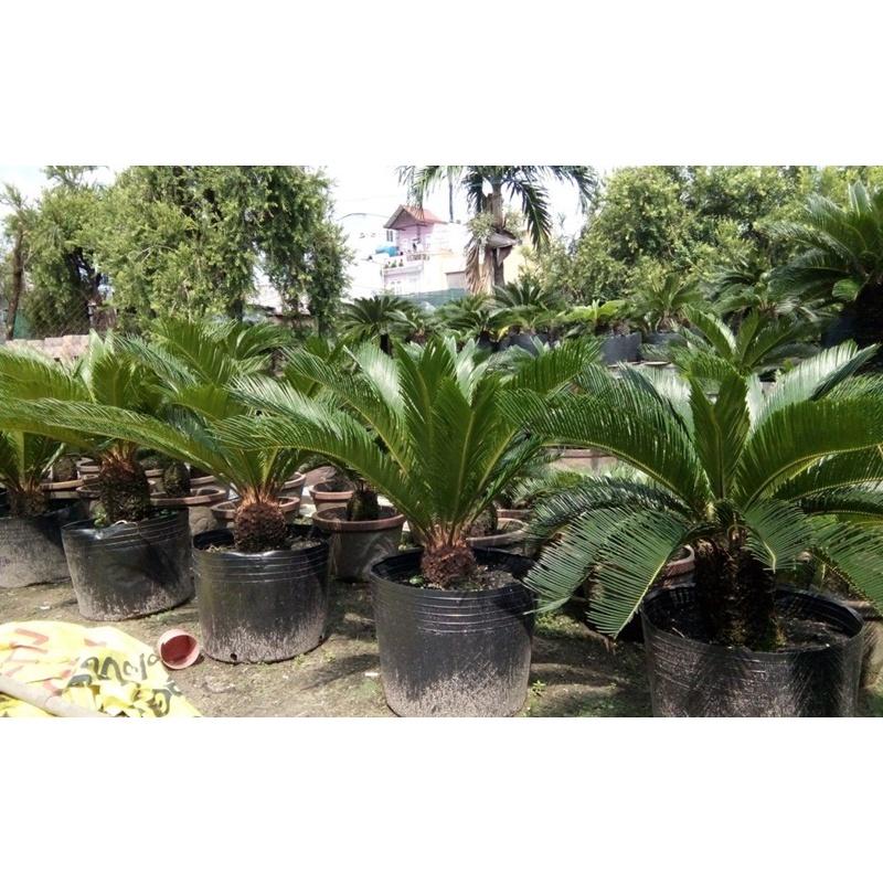 CÂY VẠN TUẾ *