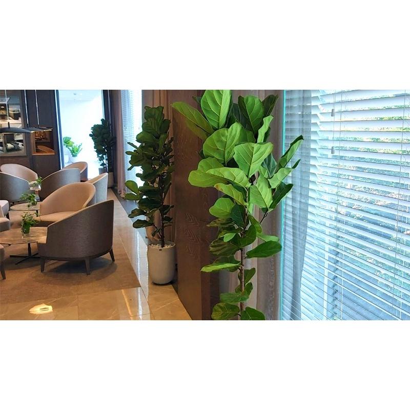 CÂY GIỐNG BÀNG SINGAPORE  *