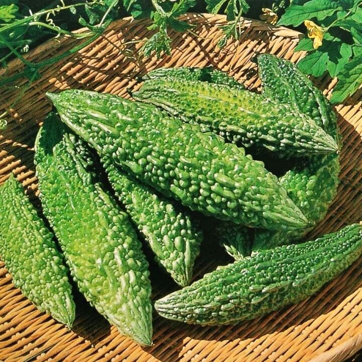 Hạt giống Khổ qua xanh trái dài 253