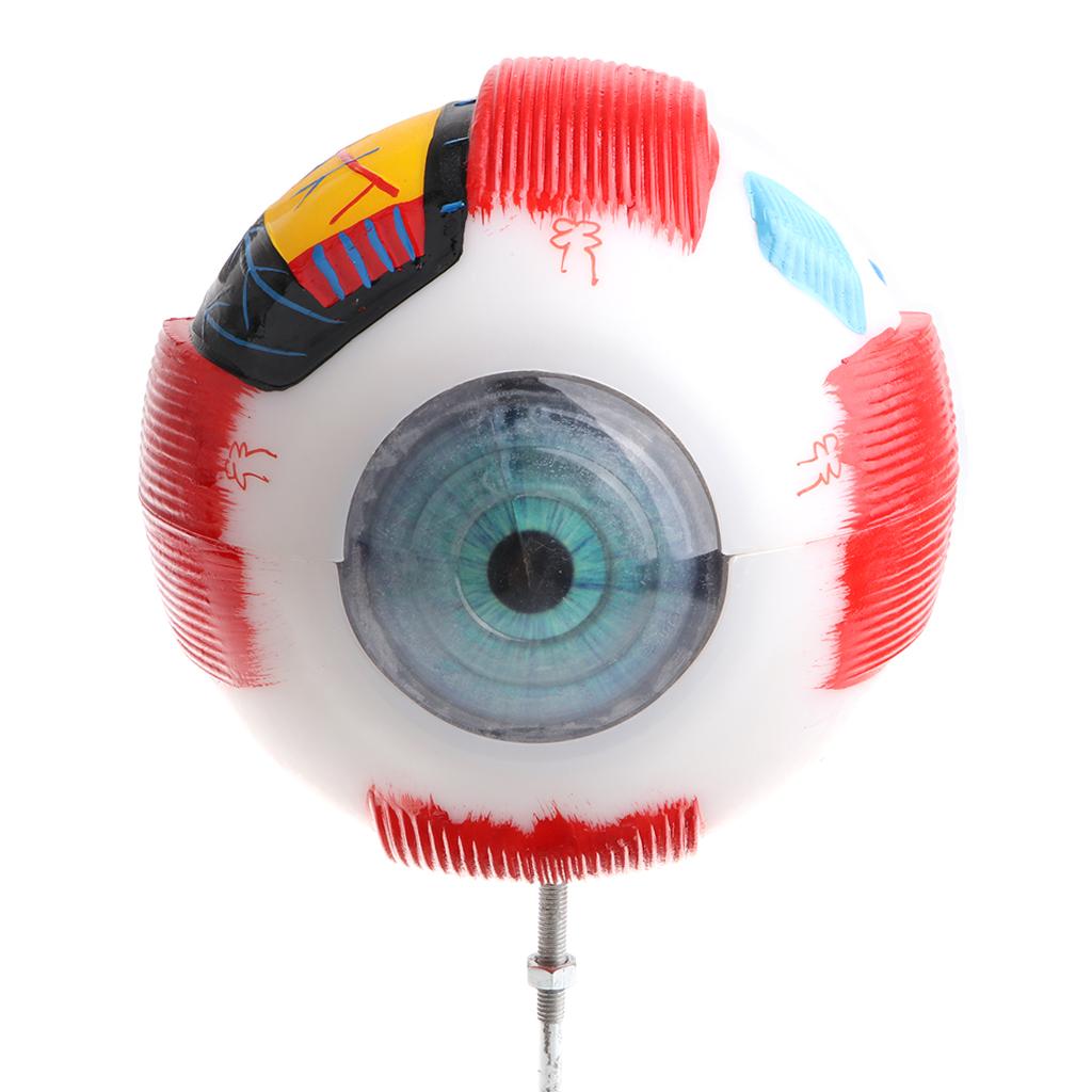 Large Sized Human Eye Ball Model Anatomical Study Kit Lab Supplies