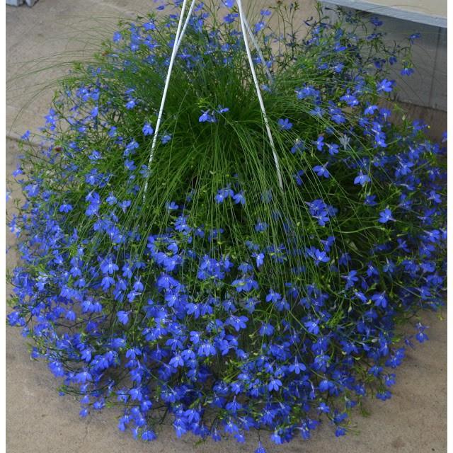 Bộ 3 gói Hạt giống hoa Lobelia nhiều màu - tặng 1 phân bón