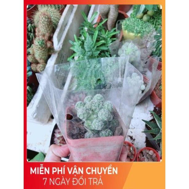 Xương Rồng Trứng Chim