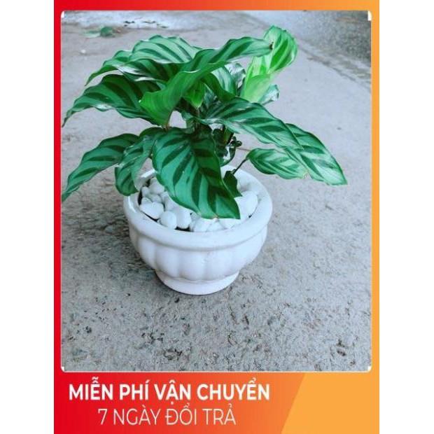 Chậu Đuôi Công Xanh