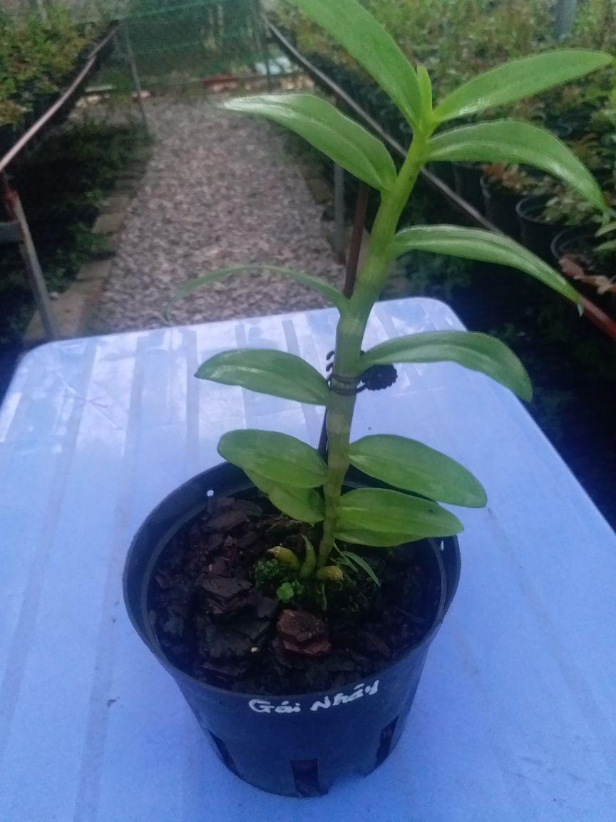 CHẬU HOA LAN PHI ĐIỆP 5CT GÁI NHẢY THÂN THỦ QUA ĐẸP cây cực đẹp