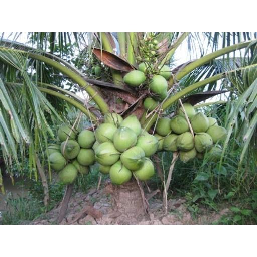 Cây giống Dừa Xiêm Lùn.