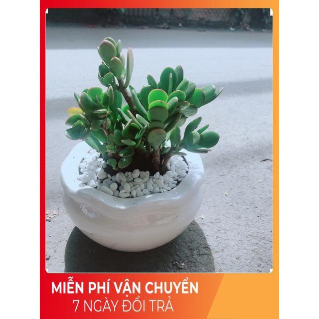 Chậu Cây Ngọc Bích