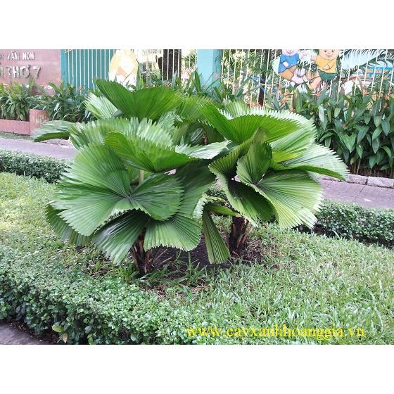 CÂY CỌ LÙN CẢNH