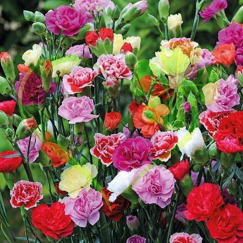 Hạt Giống Hoa Cẩm Chướng Kép Nhiều Màu