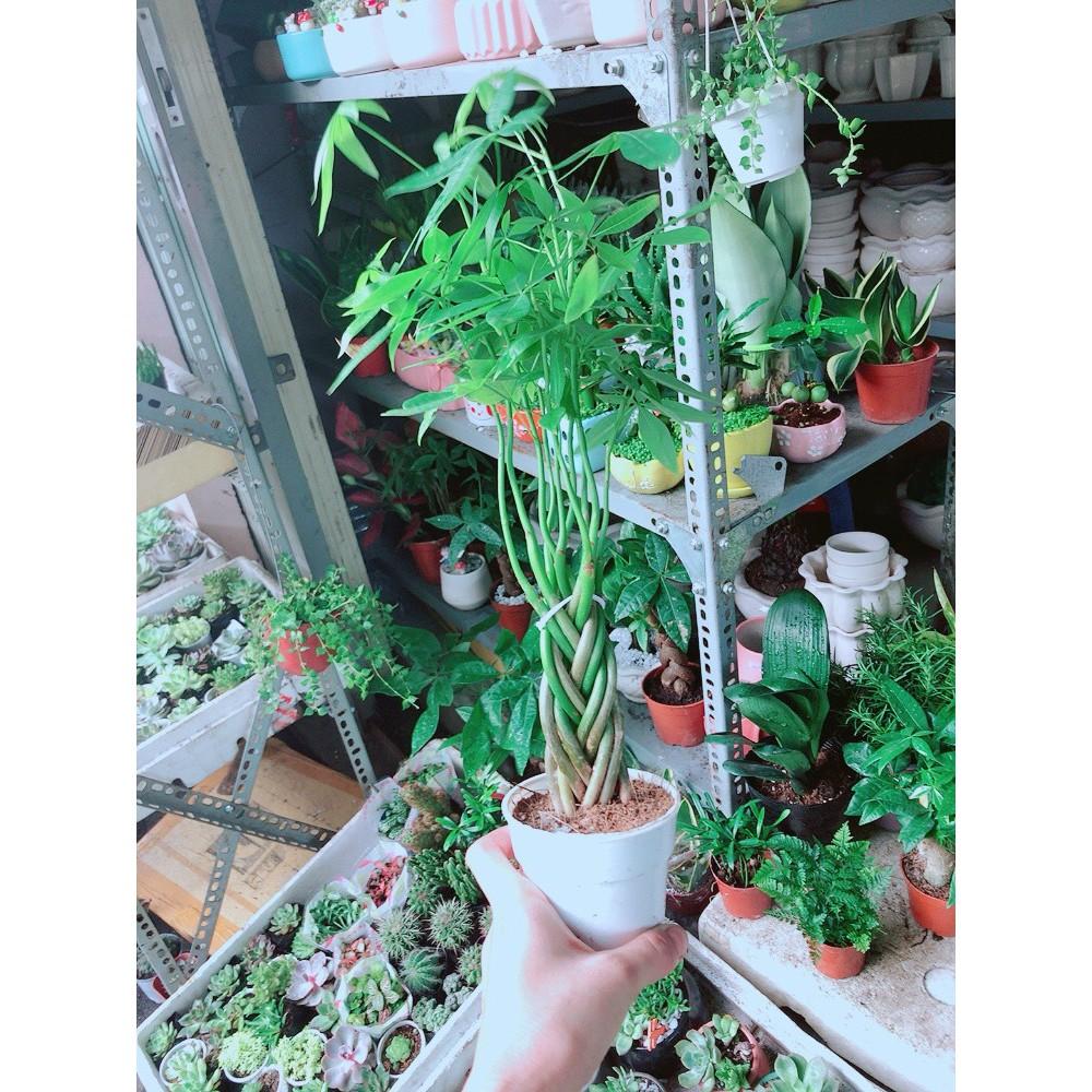 Cây Kim Ngân Bím 5 Thân Nhỏ