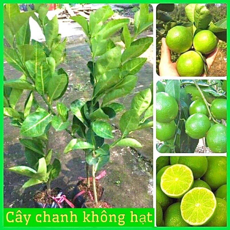 0Cây giống chanh không hạt vỏ mỏng cho quả quanh năm