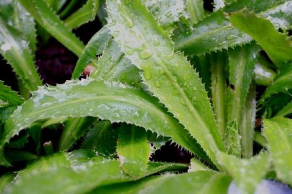Hạt giống rau gia vị mùi tàu 1