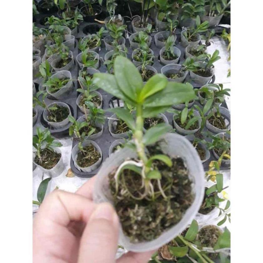 Phong lan phi điệp 5ct mắt nai hoà bình
