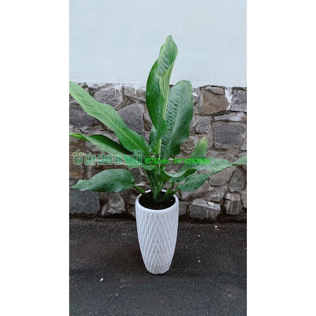 Chậu Cây Đại Phú Gia