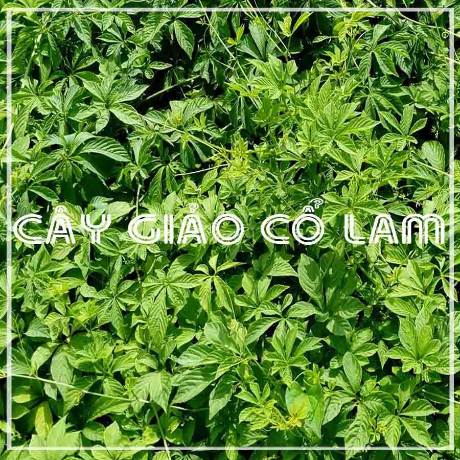 Cây Giảo Cổ Lam khô đóng gói 500gram