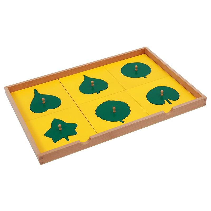 Tủ đựng mẫu lá cây - Botany Leaf Cabinet