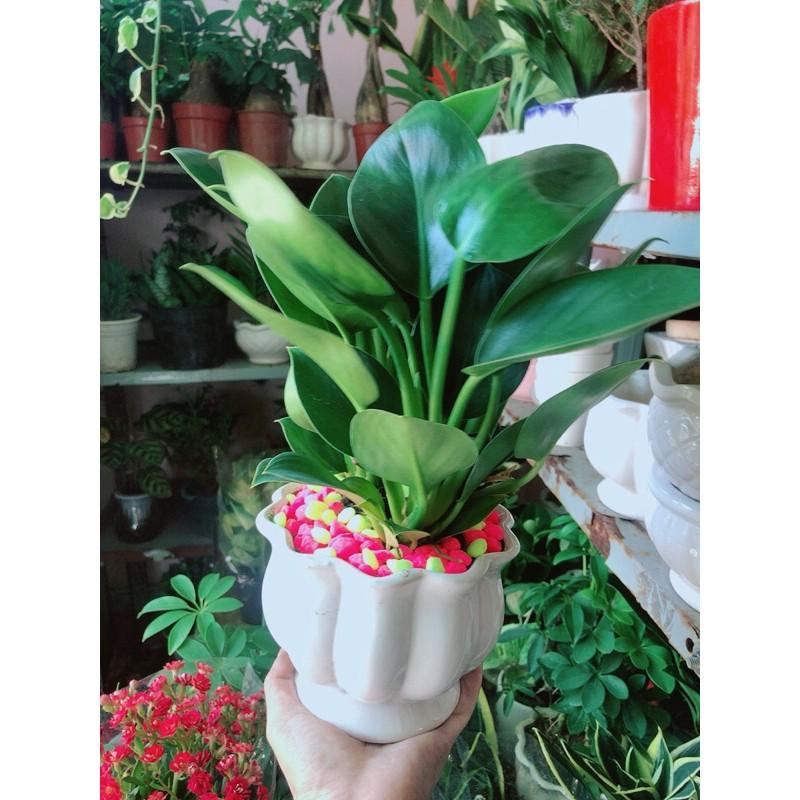 Chậu Trầu Bà Đế Vương