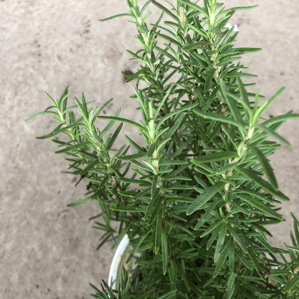 Cây hương thảo Rosemary, Chiều cao 25cm hương thơm đặc biêt nhiều công dụng, thích hợp làm cây dược liệu