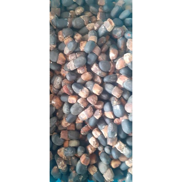 500 gram hạt giống cà te, gõ đỏ