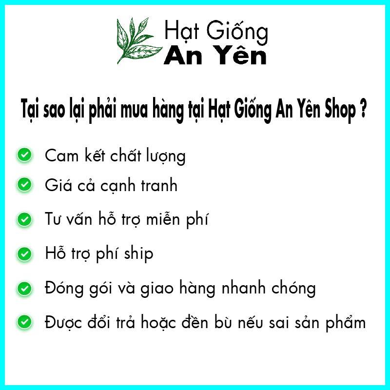 Hạt giống xà lách xanh thu hoạch sớm, dễ trồng, nảy mầm cao, sinh trưởng khoẻ