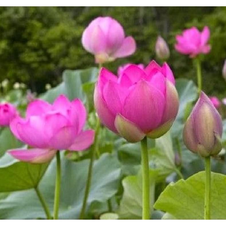 Hạt Giống Hoa Sen Ta 10 hạt/gói