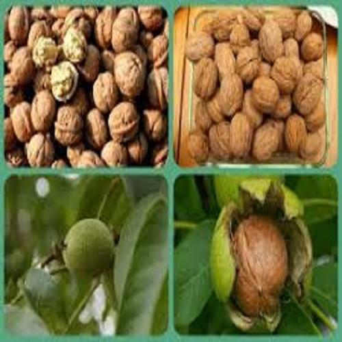 CÂY GIỐNG QUẢ ÓC CHÓ SIÊU QUẢ