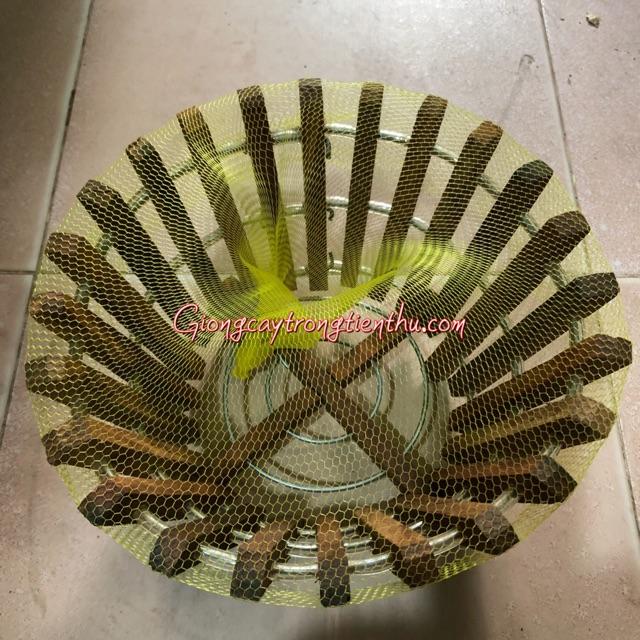 Cung cấp LƯỚI LÓT CHẬU TRỒNG PHONG LAN 100gr