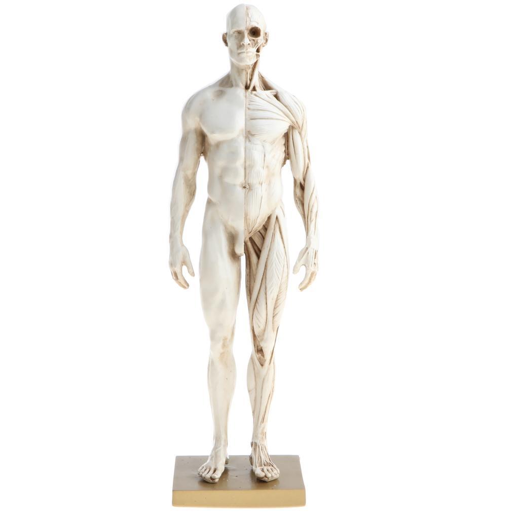 11 Inch Female & Male Anatomy Figure Model Anatomical Reference For Artists - White