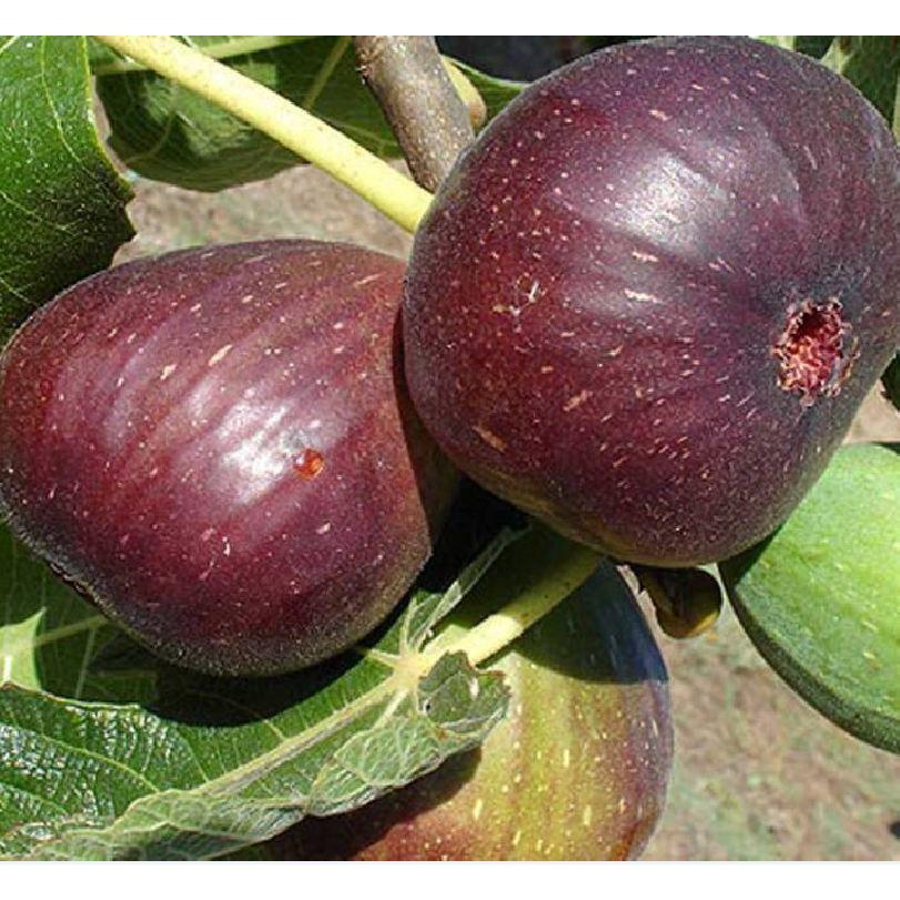 Hạt giống sung ngọt Mỹ  Gói 10 hạt/tặng kèm gói phân bón lót