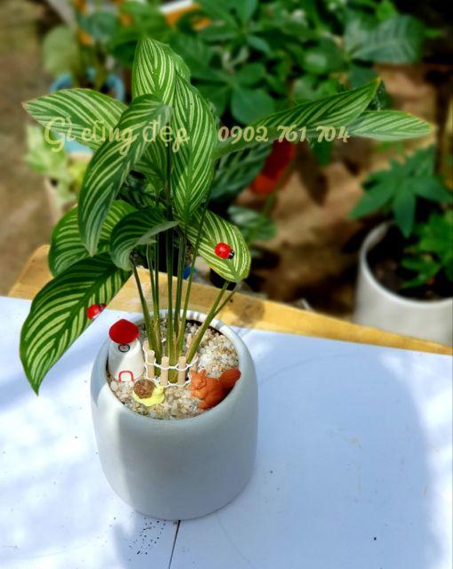 Chậu sứ trồng cây cảnh màu trắng trơn, hồng, xanh