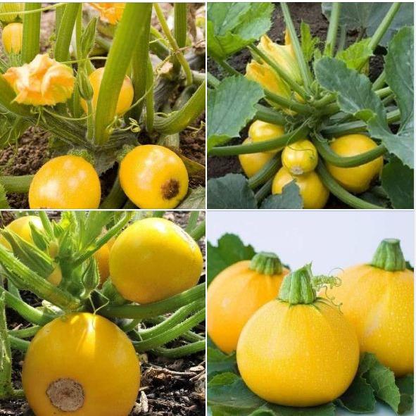 Combo 2 gói hạt giống bí ngòi tròn xanh,vàng-gói 10 hạt-tặng kèm gói phân bón lót