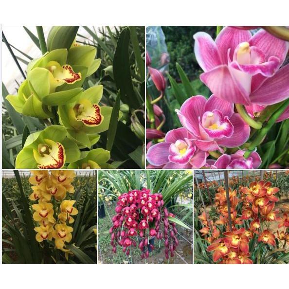 Combo 5 củ giống hoa địa lan santo mix màu
