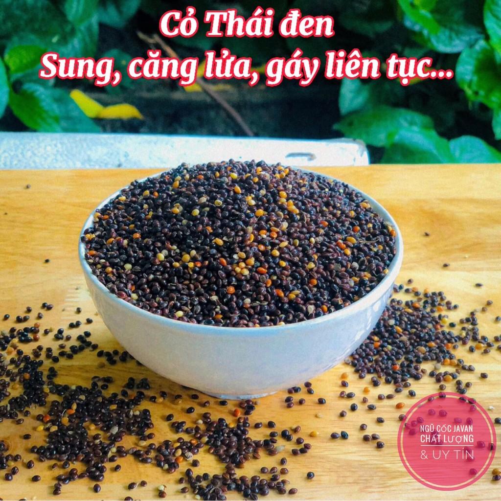 Cỏ thái đen cho chim cu gáy, hạt kê đen, thức ăn yêu thích cho chim