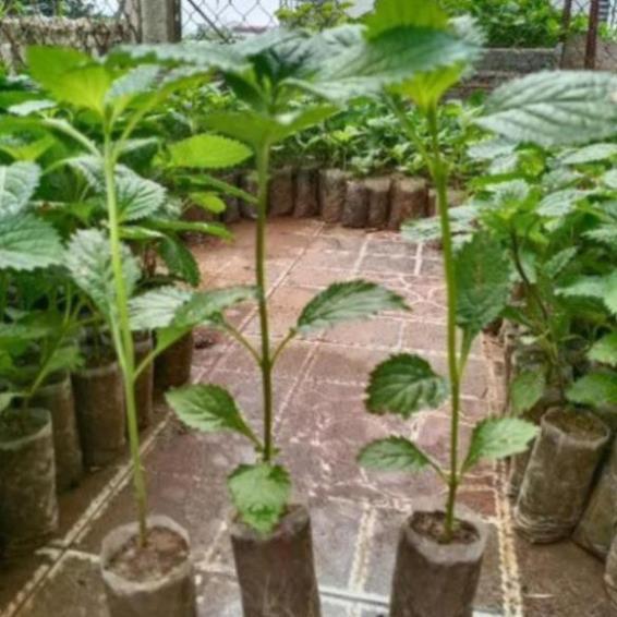 Combo 5 cây đuôi chuột hoa tím