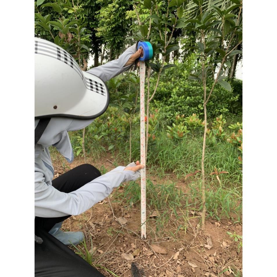 Cây mộc hương ta cao 1m2 thoát thân 80cm