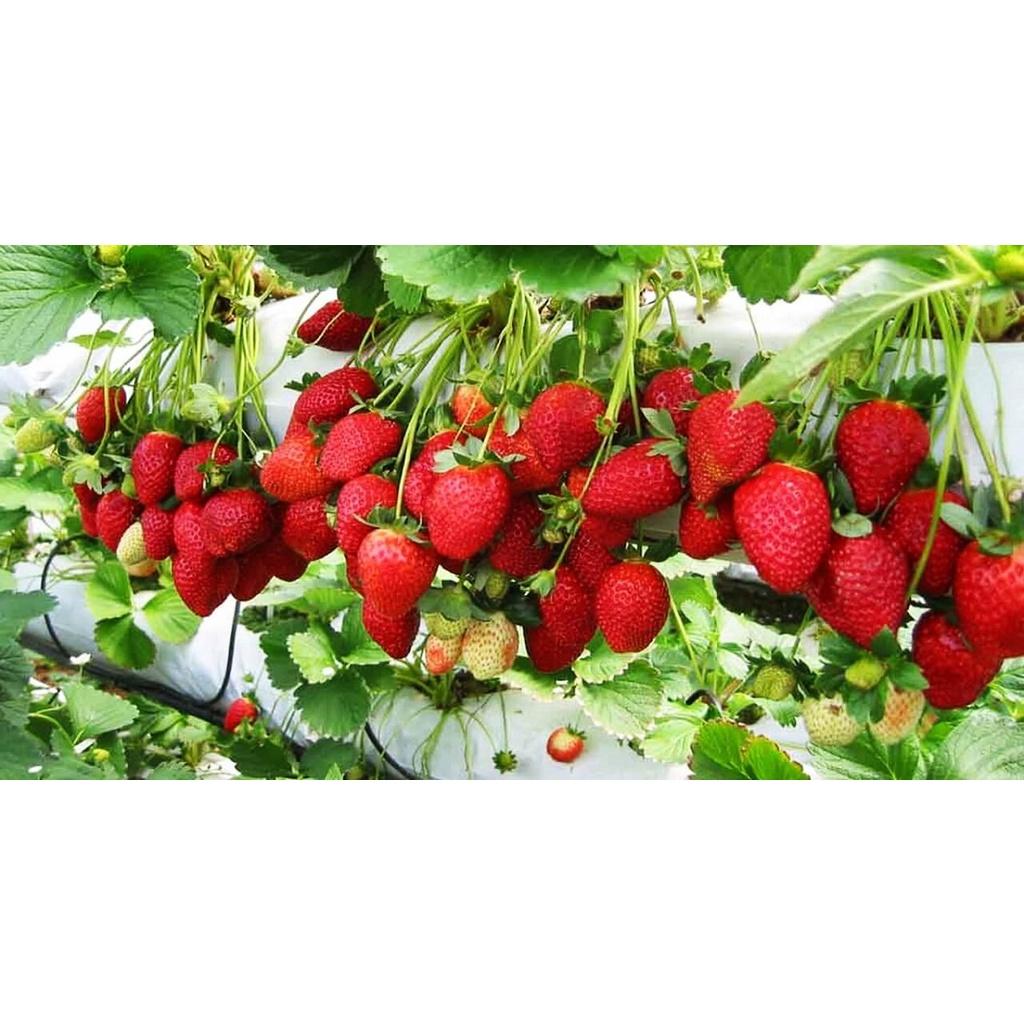 100H - HẠT GIỐNG DÂU TÂY ĐỎ