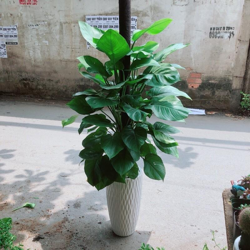 Chậu Cây Trầu Bà Leo