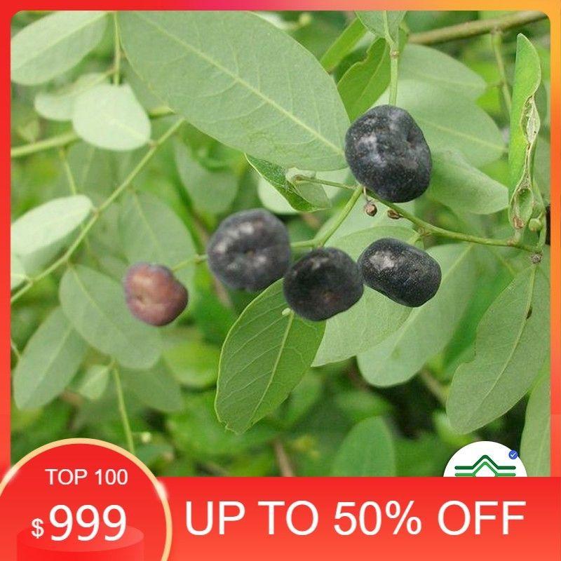 Cây Mực tươi giống Khô 1kg