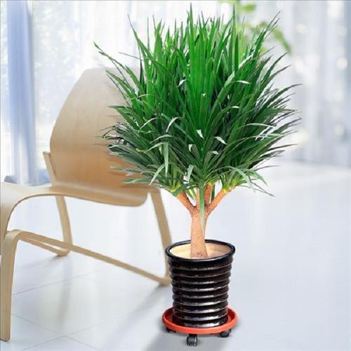 CHẬU CÂY PHÁT TÀI NÚI SIÊU ĐẸP, MANG LẠI MAY MẮN- VƯỢNG PHONG THỦY CHO GIA CHỦ - NCCPTNSTSD