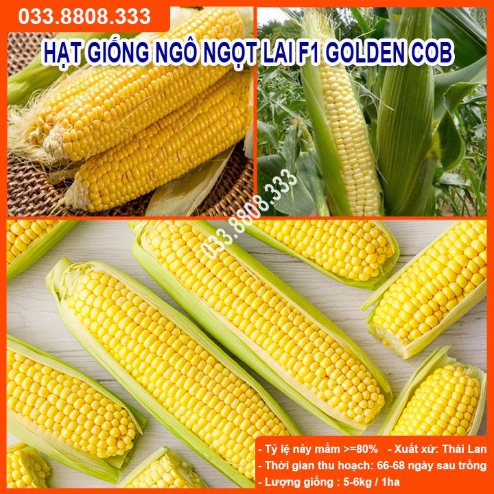 Hạt Giống Ngô Ngọt Lai F1 GOLDEN COB 500gram- Bắp Ngô To Đều Hạt