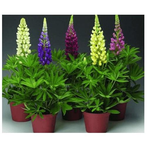 Hạt giống hoa đậu lupin