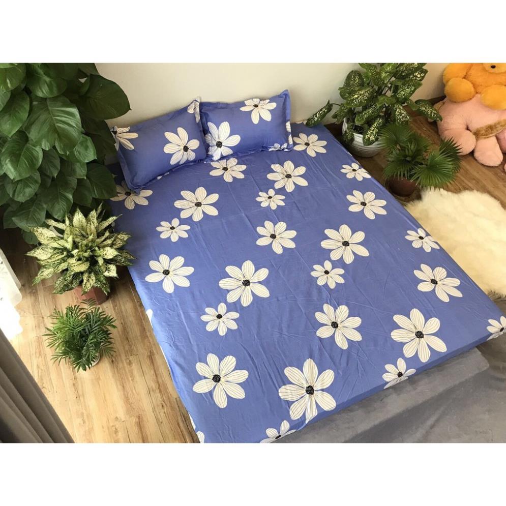 Bộ ga gối poly cotton